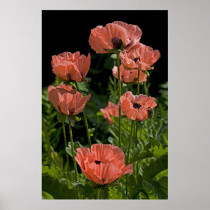 Poster Pop de bonbons Imprimer