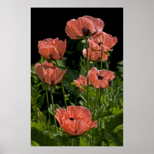 Poster Pop de bonbons Imprimer (Devant)