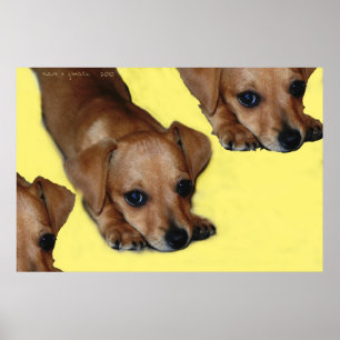 POSTER POPNOSE