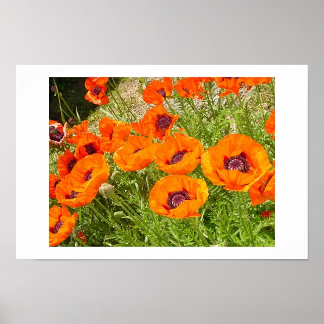 Poster Poppies (Devant)