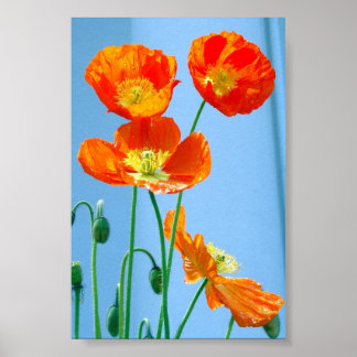 Poster Poppies