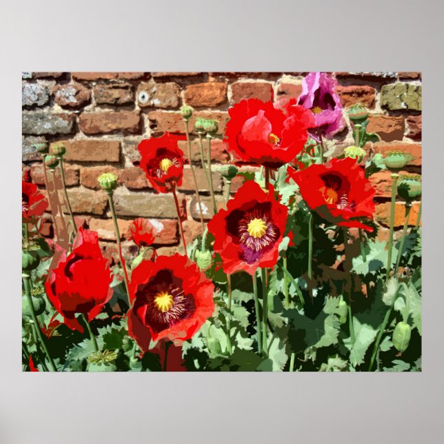 POSTER POPPIES 3 (Devant)