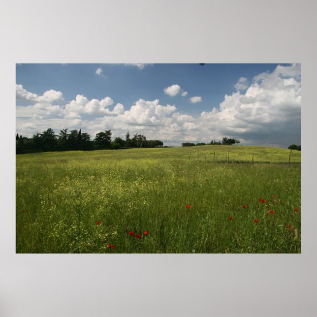 Poster Poppies dans les champs (Devant)