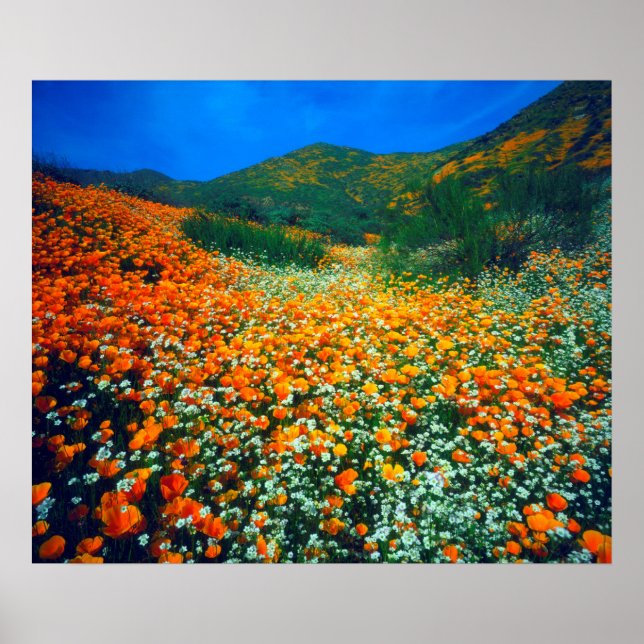 Poster Poppies de Californie et fleurs sauvages de maïs (Devant)