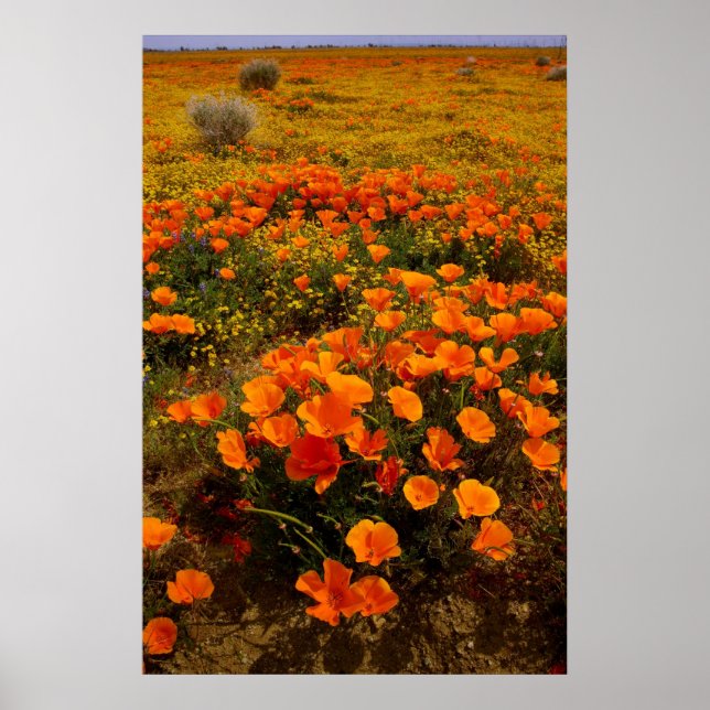 Poster Poppies d'Or en Californie (Devant)