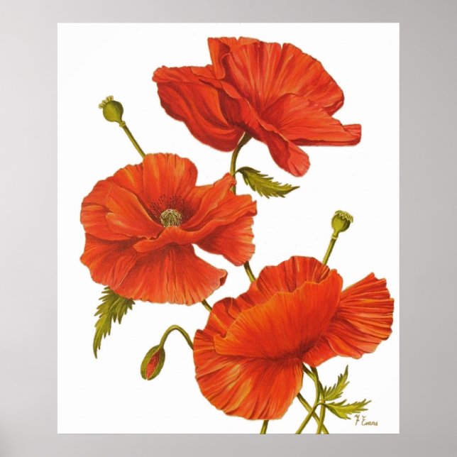 Poster - Poppies en blanc (Devant)