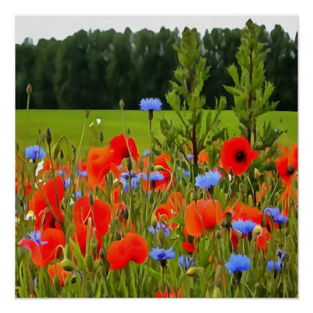 Poster Poppies Et Fleurs De Cornouailles Paysage Réaliste (Devant)