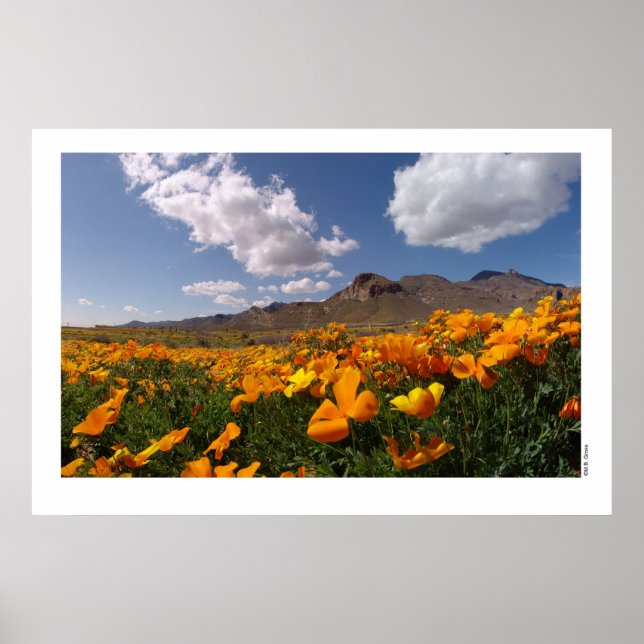 Poster Poppies mexicaines - Franklin Mountian State Park  (Devant)