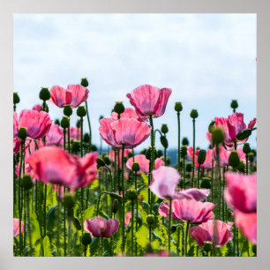 Poster Poppies roses