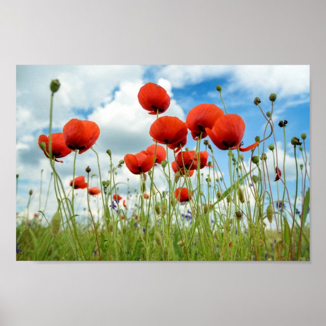 Poster Poppy (Devant)