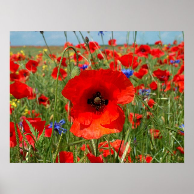Poster Poppy (Devant)