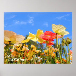 Poster Poppy d'Islande