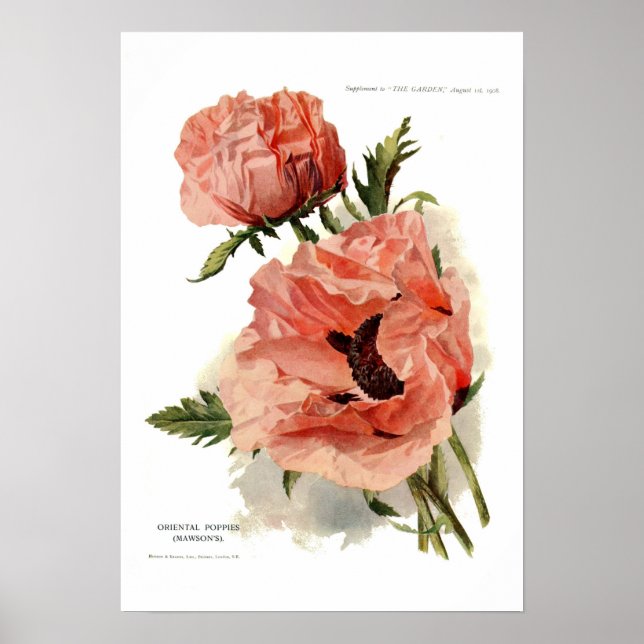 Poster Poppy oriental (Papaver orientale) (Devant)