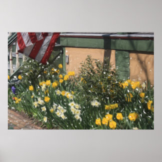 Poster Porc américain