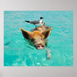 Poster Porc de natation avec un passager