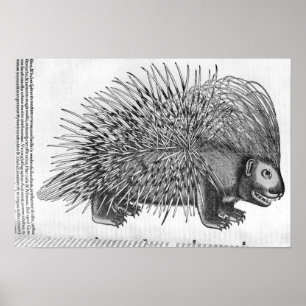Poster Porc-épic, de 'Historia Animalium