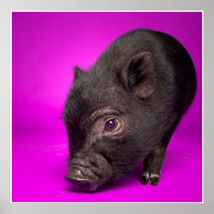 Poster Porc noir de bébé