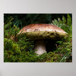 Poster Porcino mushroom