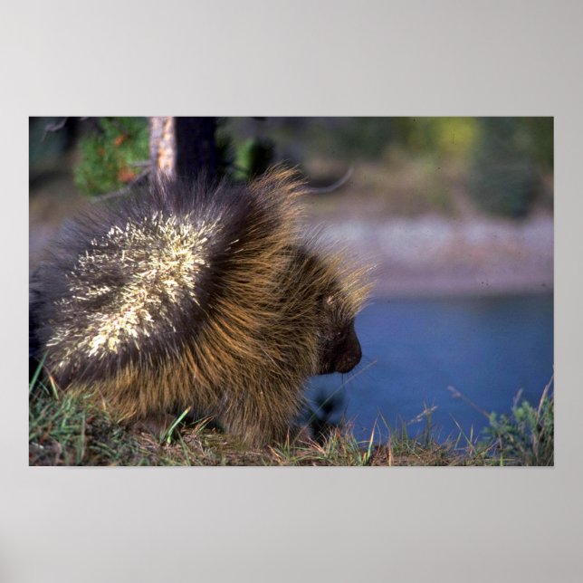 Poster Porcupine (Devant)