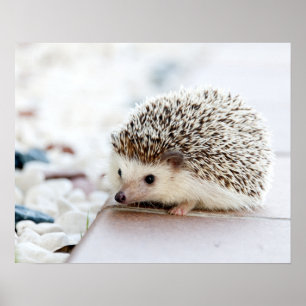 Poster Porcupine