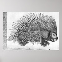 Porcupine, de "Historia Animalium"