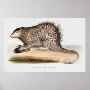 Poster Porcupine vintage
