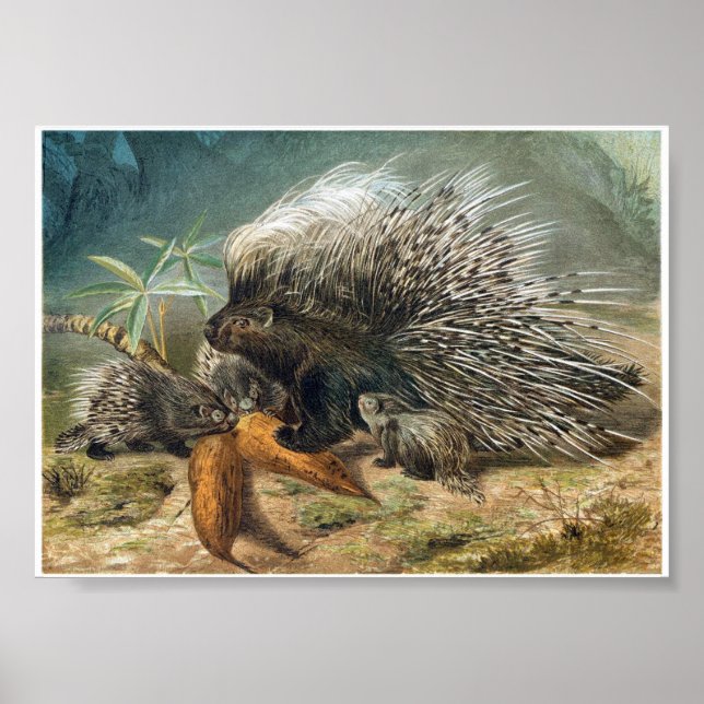 Poster Porcupine vintage et bébés (Devant)