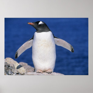 Poster Port Gentoo Penguin Pygoscelis papua)