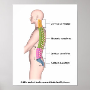 Poster portant le code de couleur de l'anatomie de