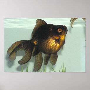 Poster Portefeuille de poisson rouge noir