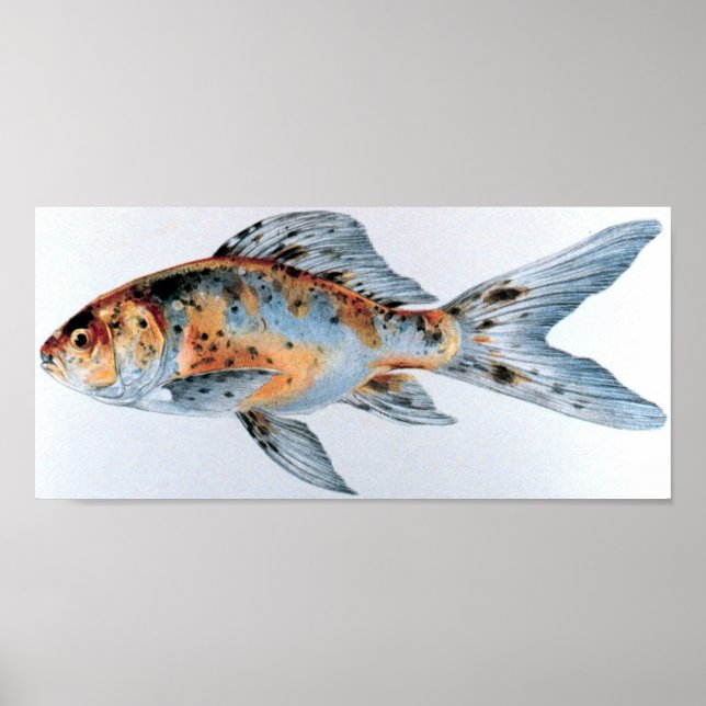 Poster Portefeuille de poissons rouges Shubunkin (Devant)