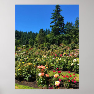 Poster Portland Rose Garden