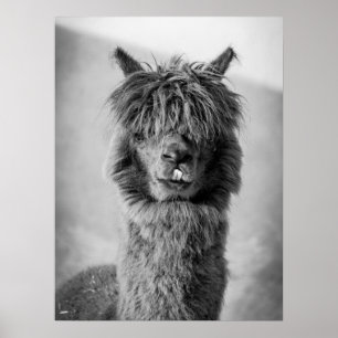 Poster Portrait Alpaca noir et blanc