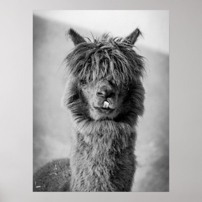 Poster Portrait Alpaca noir et blanc (Devant)