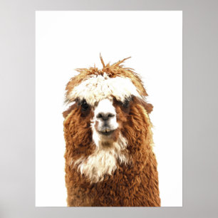 Poster Portrait animal d'Alpaca