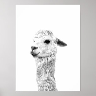 Poster Portrait animal de la ferme en lama noir et blanc