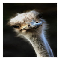 Portrait Artistique Ostrich Avec Expression Goofy