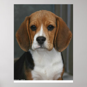Poster Portrait beagle