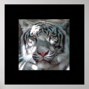 Poster Portrait blanc bordure en tigre
