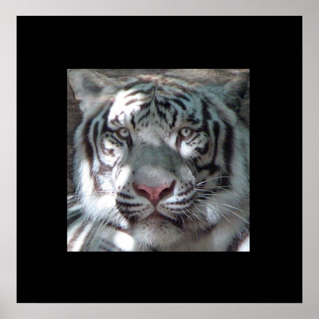 Poster Portrait blanc bordure en tigre (Devant)