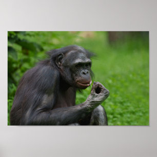 Poster Portrait Bonobo Ape