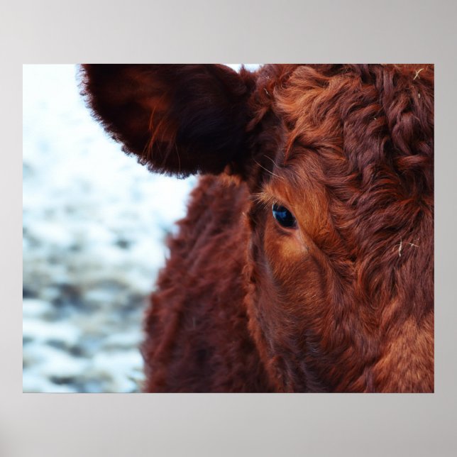 Poster portrait Brown de vache (Devant)