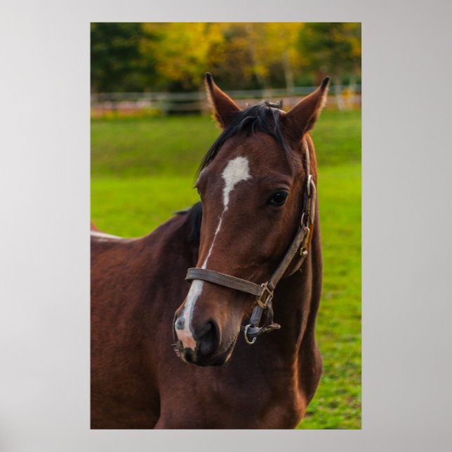 Poster Portrait Brown Horse (Devant)