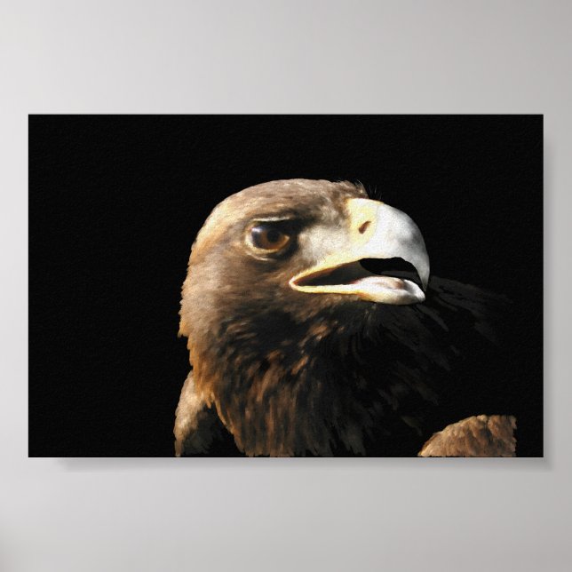 Poster Portrait d'aigle doré (Devant)