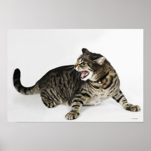 Poster Portrait de baisers de chat