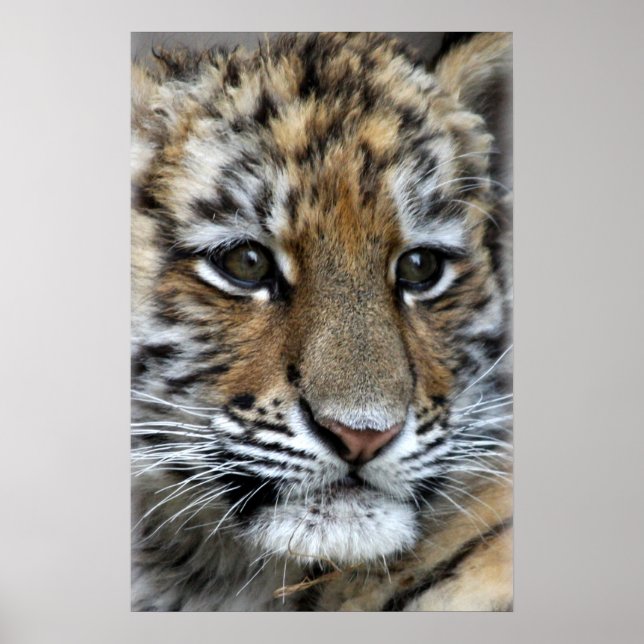Poster Portrait de bébé Amur Tiger Cub (Devant)