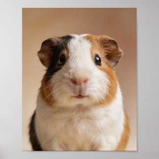 Poster Portrait de bébé cochon d'Inde – Animal de nurseri