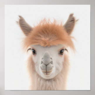 Poster Portrait de bébé lama mignon (alpaga) | 1:1