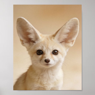 Poster Portrait de bébé renard fennec – Joli animal de nu