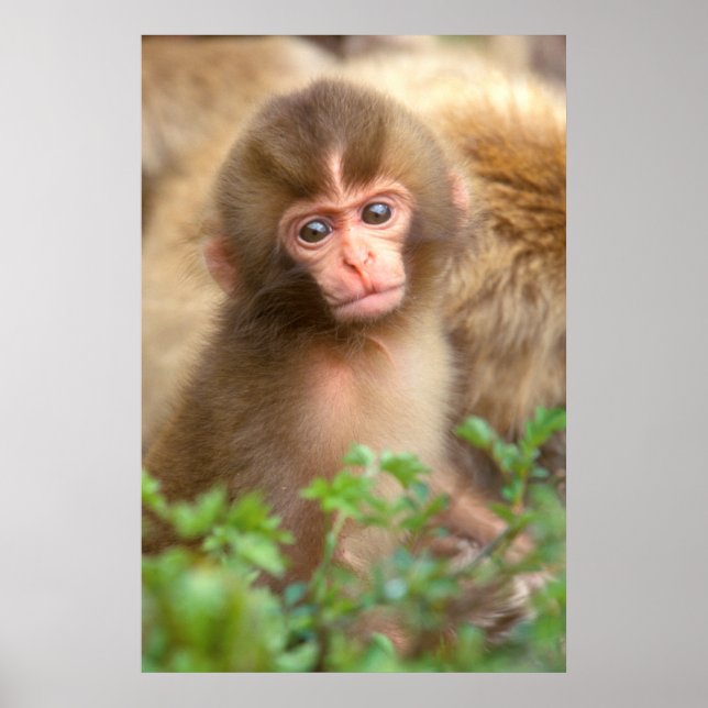 Poster Portrait de bébé singe des neiges (Devant)